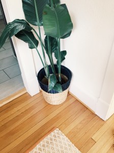 new planter from ikea + new plant (let's see if i can keep it alive...)